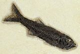 Multiple Fossil Fish (Mioplosus) Plate - Wyoming #370883-2